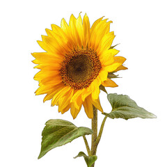Obraz premium Close-up of a vibrant sunflower with a dark background. Bright yellow petals surround a dark brown central disc. Green leaves are visible on a thin stem