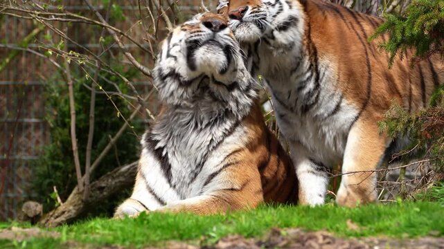 The Siberian tiger, Panthera tigris altaica is the biggest cat in the world