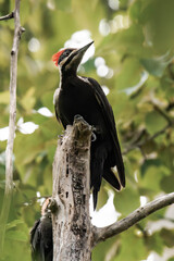 Pileated woodpecker (Dryocopus pileatus) couple on a tree.