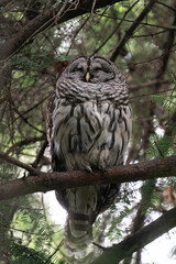 Adult barred owl (Strix varia) sitting in a tree and sleeping.