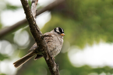 Adult white-crowned sparrow (Zonotrichia leucophrys)