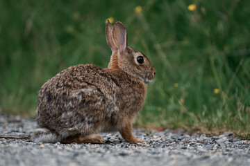 Feral bunny in British Columbia, Canada.