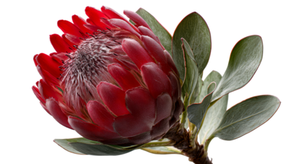 Red King Protea Flower with Green Leaves Isolated on White