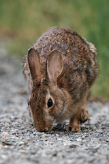 Feral bunny in British Columbia, Canada.