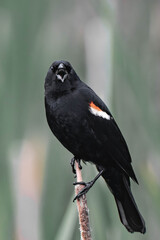 Male red-winged blackbird (Agelaius phoeniceus) in British Columbia, Canada.	