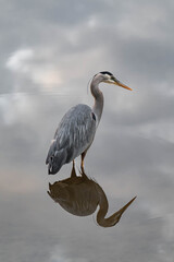 Great blue heron (Ardea herodias) standing in a river.