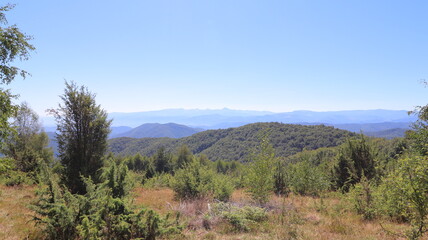 forest in the mountains
