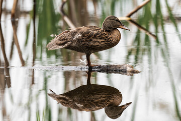 Female mallard duck in Surrey, British Columbia, Canada.
