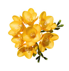 Obraz premium PNG Yellow Freesia Cluster