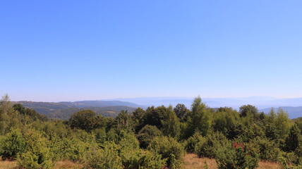 forest in the mountains