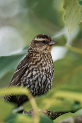 Female red-winged blackbird (Agelaius phoeniceus)