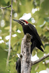 Pileated woodpecker (Dryocopus pileatus) couple on a tree.