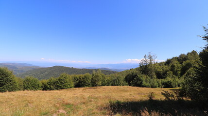 forest in the mountains