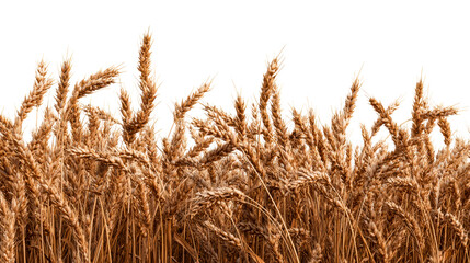Golden wheat stalks with detailed ears of grain on transparent background
