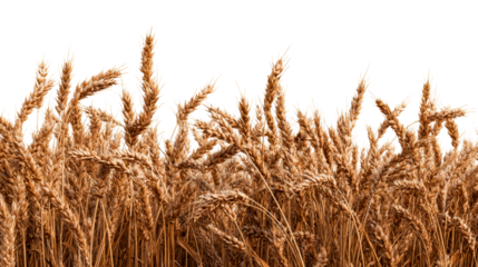 Golden wheat stalks with detailed ears of grain on transparent background