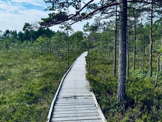 Fototapeta premium Located in southwestern Estonia, Soomaa National Park, Riisa trail in the Soomaa National Park