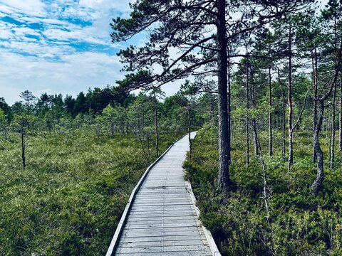 Located in southwestern Estonia, Soomaa National Park, Riisa trail in the Soomaa National Park - Powered by Adobe