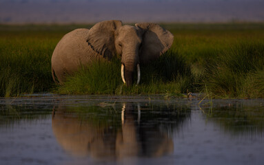Elephants on safari in Amboseli National Park, Kenya, Africa 