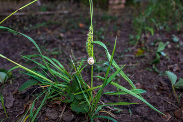 mollusk, white striped snail, small, grape, sits on a stem, shaggy spikelets, green mouse, summer, garden, vegetable garden,