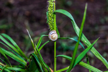 mollusk, white striped snail, small, grape, sits on a stem, shaggy spikelets, green mouse, summer,...