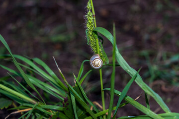 mollusk, white striped snail, small, grape, sits on a stem, shaggy spikelets, green mouse, summer,...
