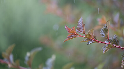 Rain-kissed red and green leaves on branch with blurred background