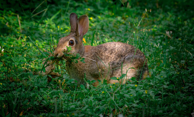 rabbit in the grass