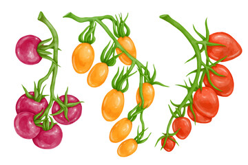 A set of juicy, ripe cherry tomato fruits. Vector graphics.