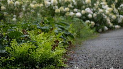 Garden pathway bordered by ferns and white blooming flowers