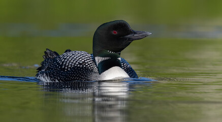 Common loon in Maine 