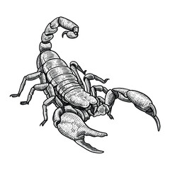 scorpion vector illustration