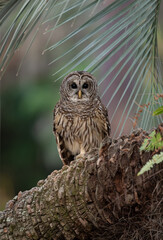 Barred owl in Everglades National Park in Florida 