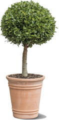 tree in a pot
