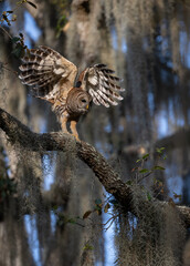 Barred owl in Everglades National Park in Florida 