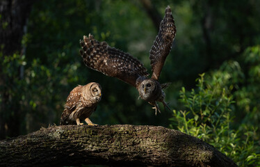 Barred owl in Everglades National Park in Florida 