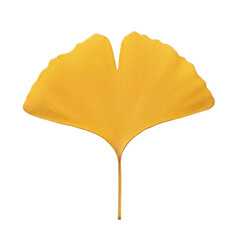 Naklejka premium Yellow ginkgo biloba leaf in autumn, isolated on transparent background