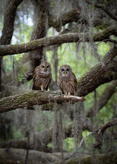 Barred owl in Everglades National Park in Florida 