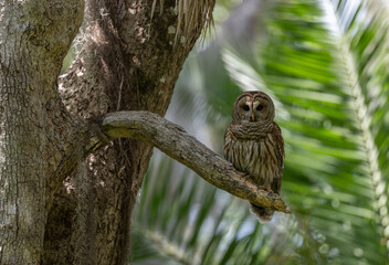 Barred owl in Everglades National Park in Florida 