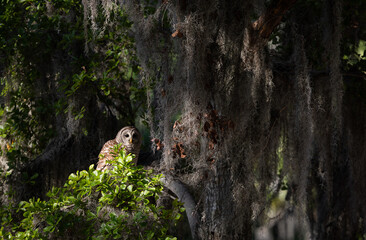 Barred owl in Everglades National Park in Florida 