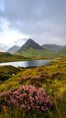Serene moody landscape with mountain peak and lake in tranquil valley. Wild purple heather flower blooms in foreground under dramatic cloudy sky in Scottish Highlands