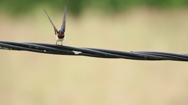 Une Hirondelle rustique perch&eacute;e sur un c&acirc;ble &eacute;lectrique, avec un arri&egrave;re-plan flou naturel, s&rsquo;envole.
