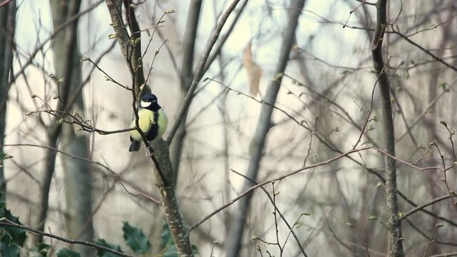 Une M&eacute;sange charbonni&egrave;re pos&eacute;e sur une branche d'arbre en bourgeons au d&eacute;but du printemps, s&rsquo;envole apr&egrave;s quelques instants d&rsquo;observation.