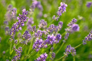Purple lavender flowers plant  close-up with blurred background
