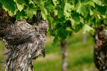 Close-up of vine with gnarled bark and green leaves in vineyard