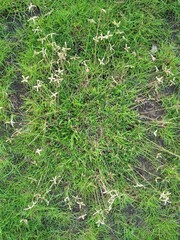 Top View of Green Grass with White Wildflowers