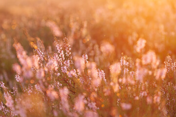 Glockenheide (Erica tetralix) in der Lüneburger Heide im gelb roten Morgenlicht zum Sonnenaufgang