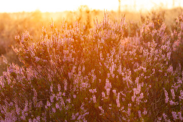 Glockenheide (Erica tetralix) in der Lüneburger Heide im gelb roten Morgenlicht zum Sonnenaufgang