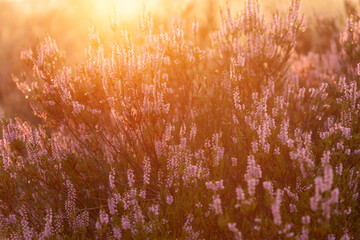 Glockenheide (Erica tetralix) in der Lüneburger Heide im gelb roten Morgenlicht zum Sonnenaufgang