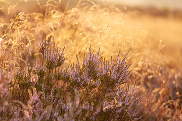 Glockenheide (Erica tetralix) in der Lüneburger Heide im gelb roten Morgenlicht zum Sonnenaufgang