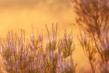 Glockenheide (Erica tetralix) in der Lüneburger Heide im gelb roten Morgenlicht zum Sonnenaufgang